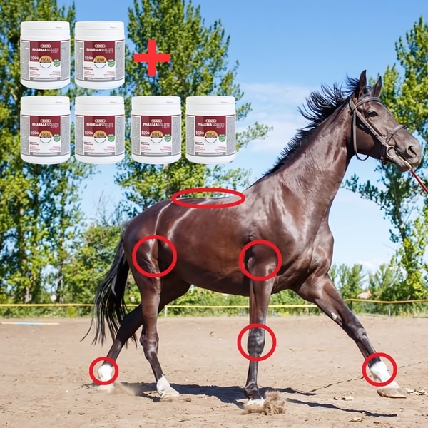 A 1:1 format advertisement using a clear diagram approach to map nutritional supplement benefits onto a horse's anatomy.